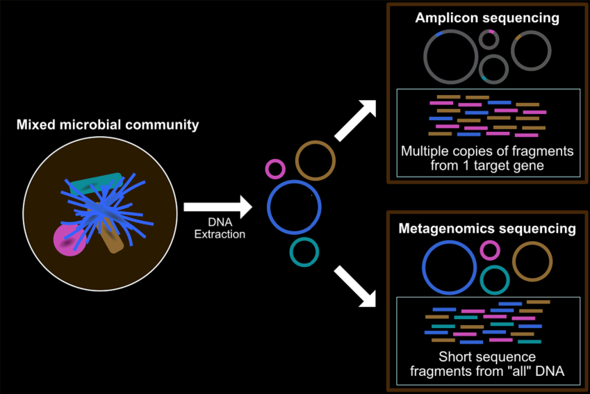 metagenomics amplicon